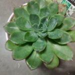 How Often to Water Succulents