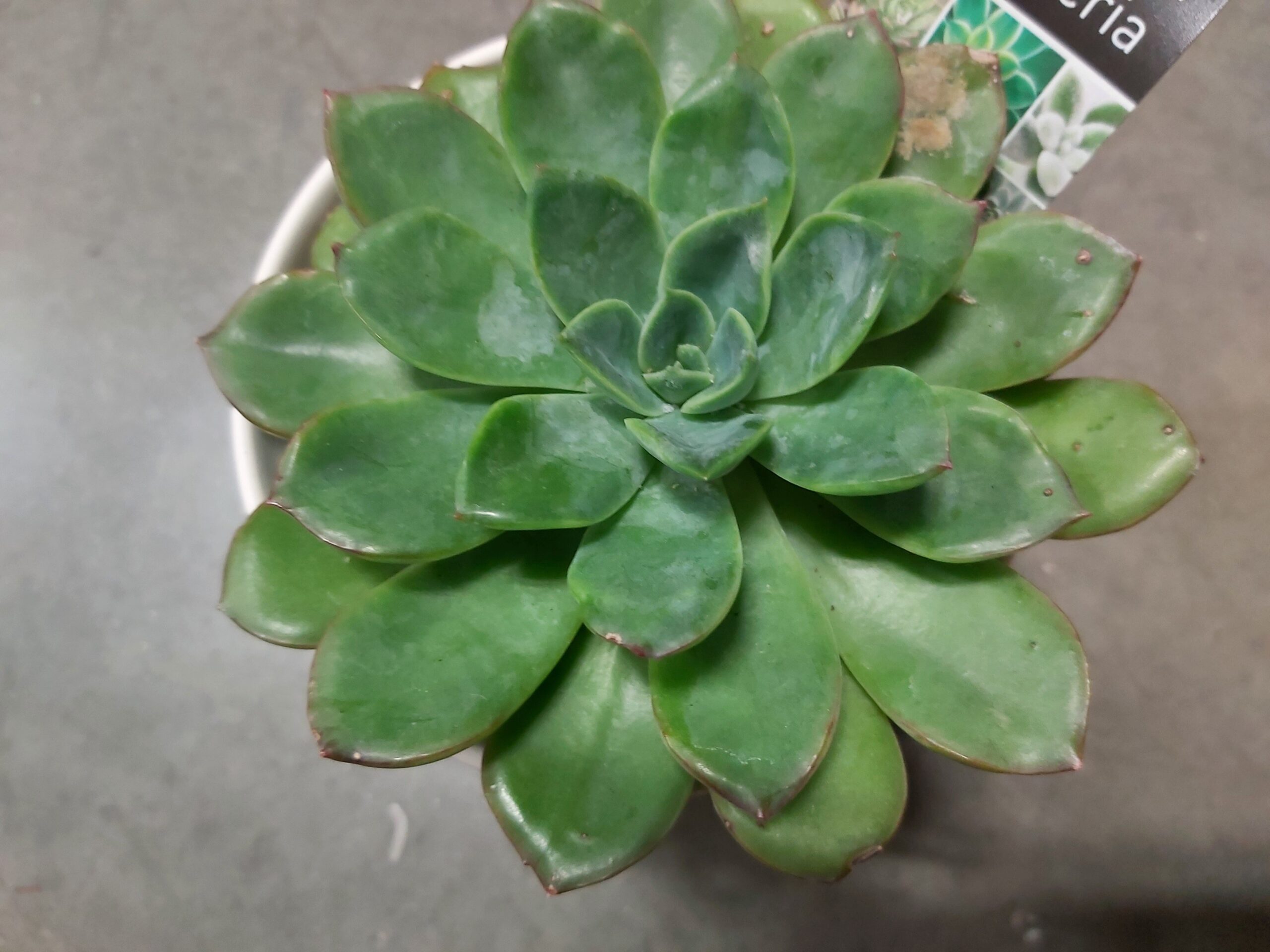 How Often to Water Succulents